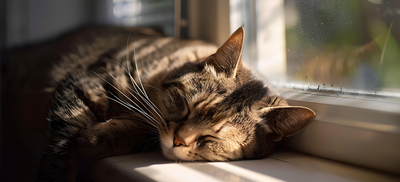 Heatstroke in cats