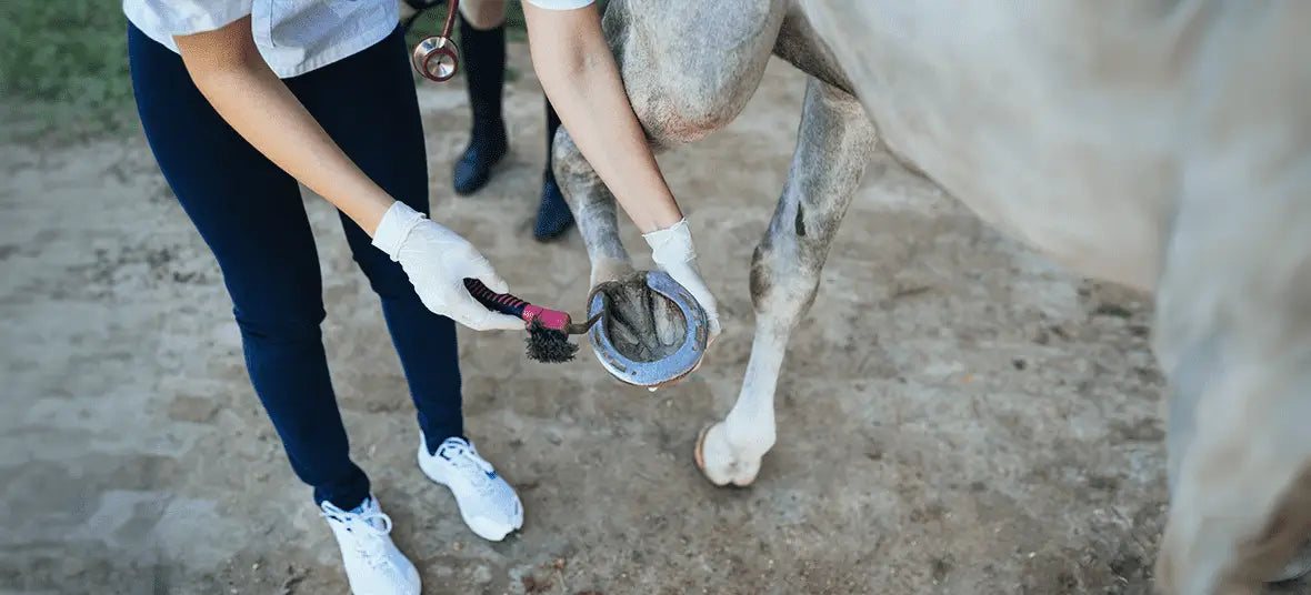 Hoof Care for Horses: Preventing Cracked Hooves Infections and Common Hoof Diseases