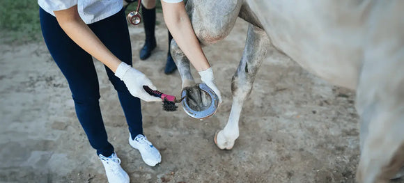 Hoof Care for Horses: Preventing Cracked Hooves Infections and Common Hoof Diseases