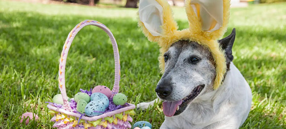 How to Celebrate Easter Sunday with Dogs & Cats