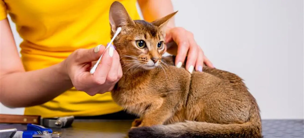 cat getting its ear cleaned