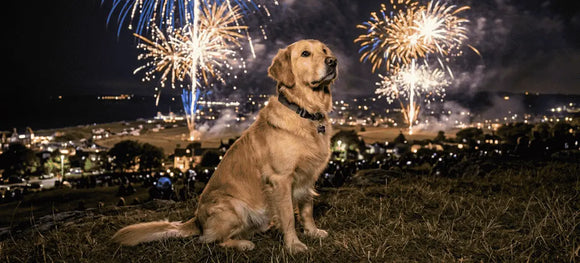 How To Find a Lost Pet After the 4th of July Fireworks and Help Bring Them Home Safely