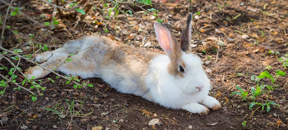 How to Keep Rabbits Cool in Summer: Essential Tips to Prevent Heat Stress