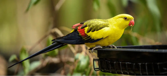 How to Keep Your Pet Bird Cool & Safe in Summer