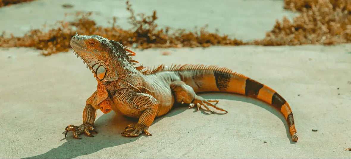 How to Keep Your Reptiles Cool in Summer (Guide)