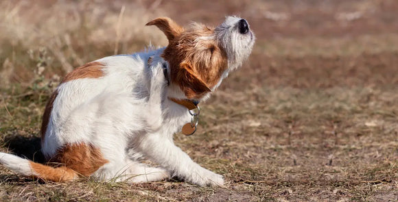 How to Protect Your Pets from Fleas & Ticks: Complete Year-Round Guide