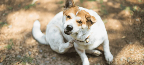 How to Stop Your Dog from Scratching Constantly