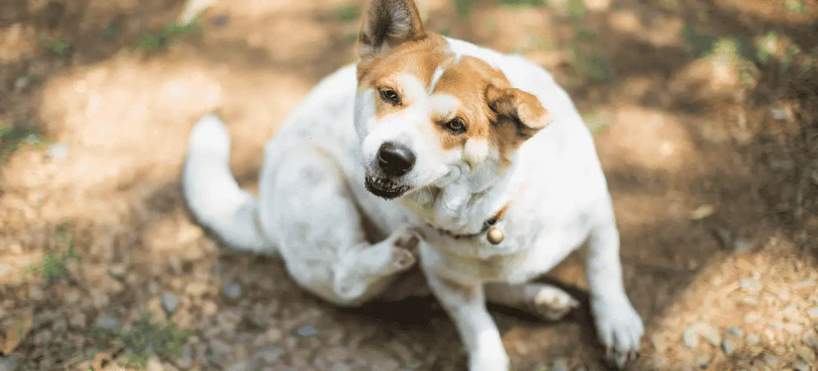 How to Stop Your Dog from Scratching Constantly