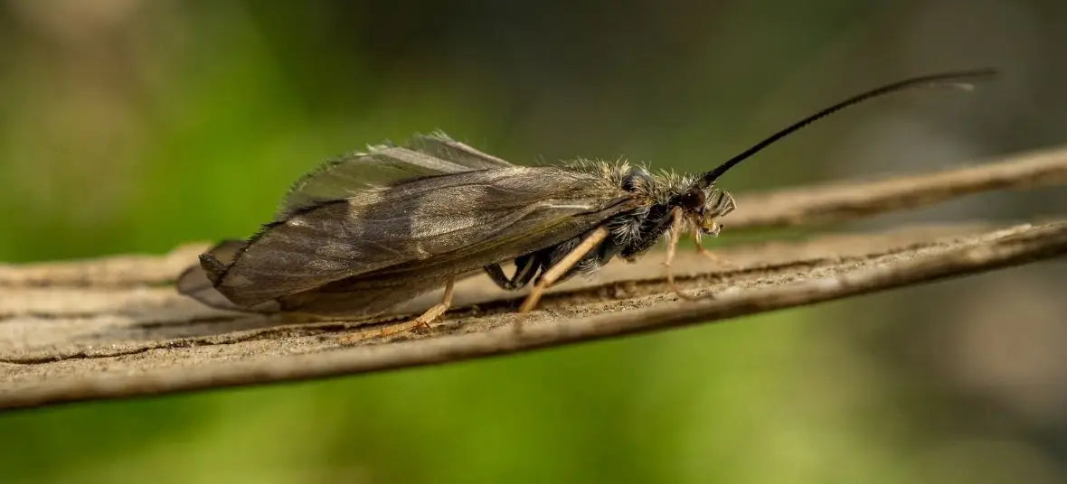 Close-up of a winged insect resting on a dry branch in a garden, used in a guide on How to Store Crickets for Reptiles