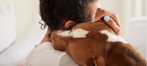 Hug Your Dog Day: How to Show Love with Toys, Treats, and More