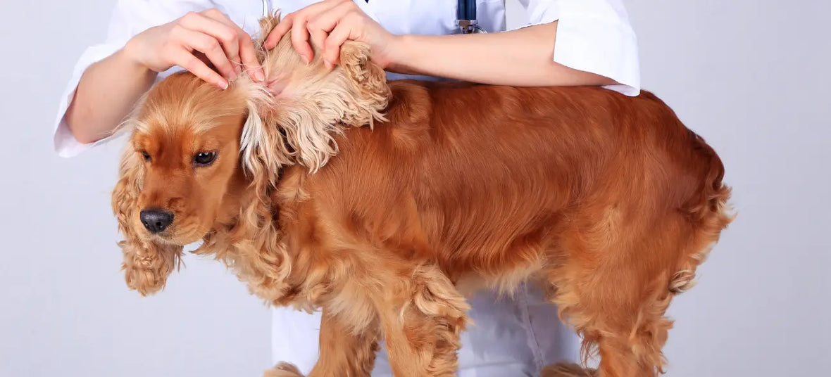 a dog getting checked by a vet