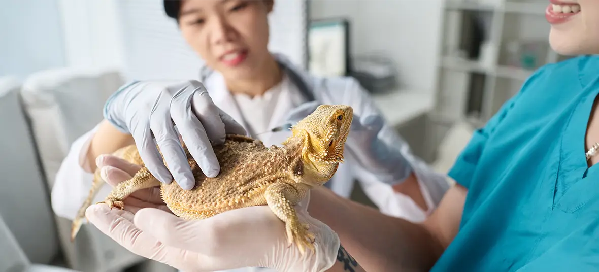 Metabolic Bone Disease in Reptiles: Signs Causes & Treatment
