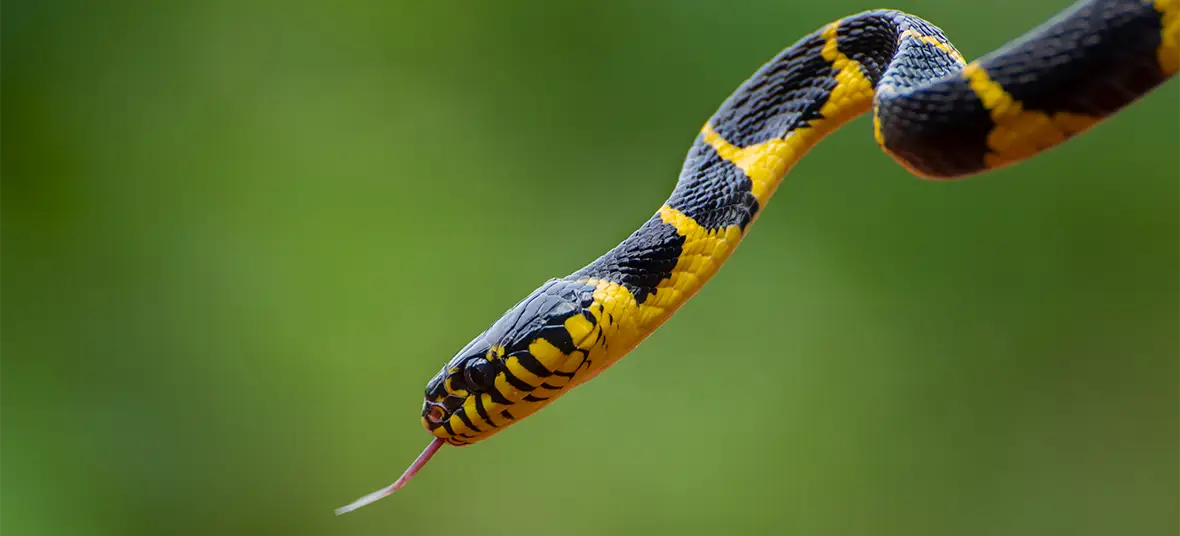Mouth Rot in Reptiles: How to Treat and Prevent It in Snakes and Other Reptiles