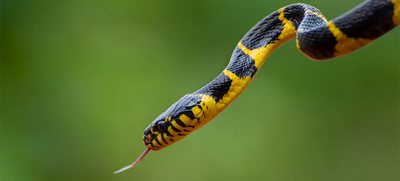 Mouth Rot in Reptiles: How to Treat and Prevent It in Snakes and Other Reptiles