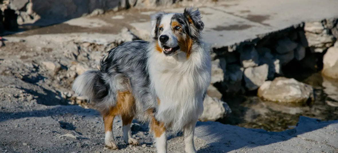 National Australian Shepherd Day (Jan 9): 7 Ways to Celebrate Your Aussie