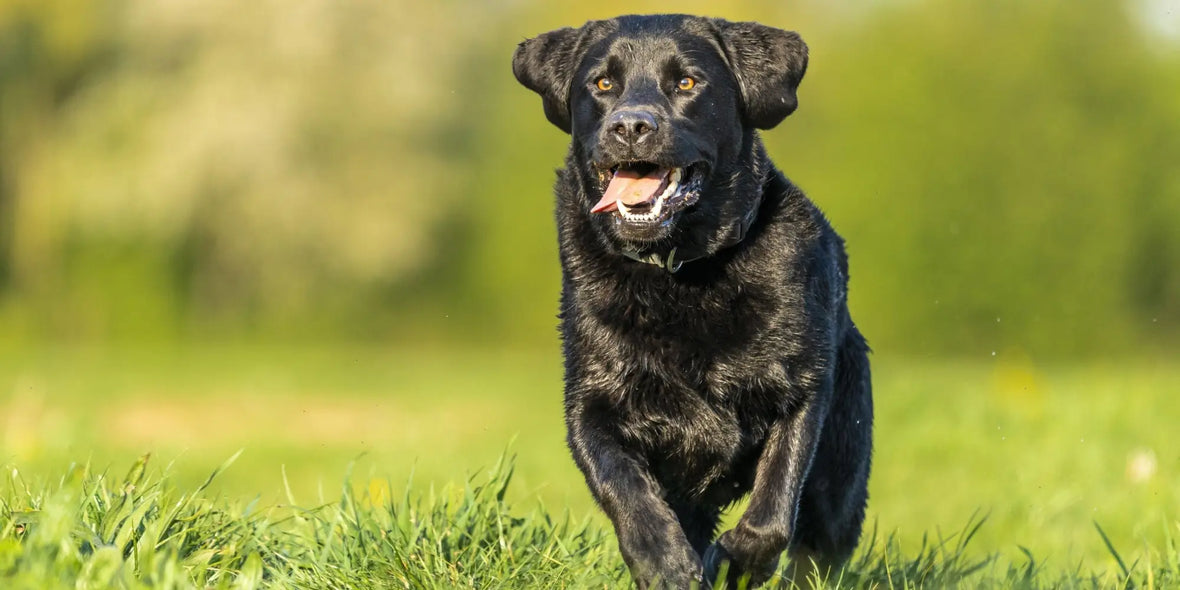 a happy black dog running through a field