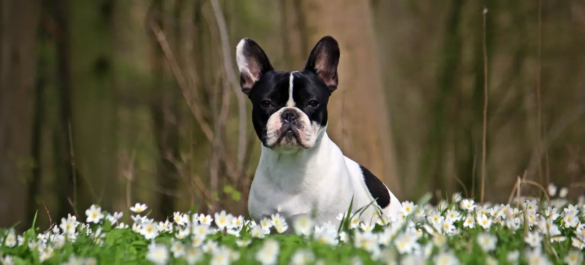 Boston Terrier sitting in a flower field
