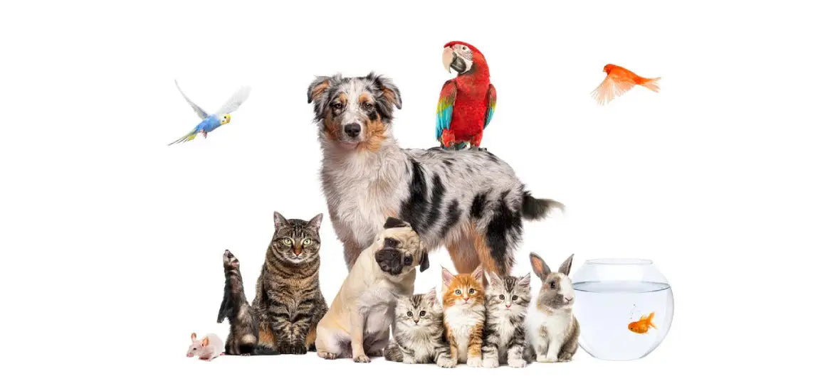 National Pet Month: A Guide to Spoiling Your Adorable Companions
