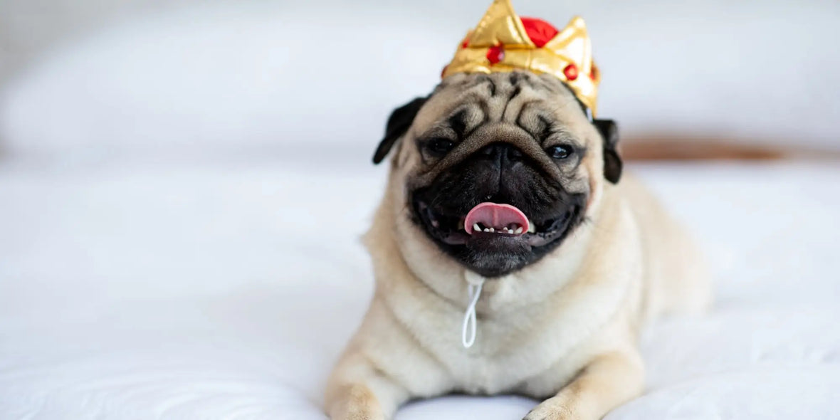 Pug dog sitting on a bed wearing a crown