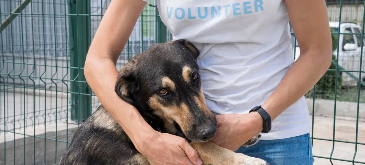 National Rescue Dog Day: Tips & Treats to Support Shelter Dogs