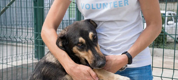National Rescue Dog Day: Tips & Treats to Support Shelter Dogs