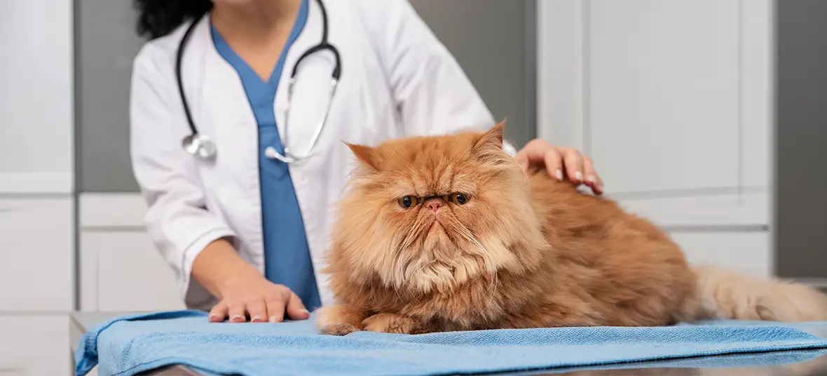National Take Your Cat to the Vet Day: Why Veterinary Care for Cats Matters