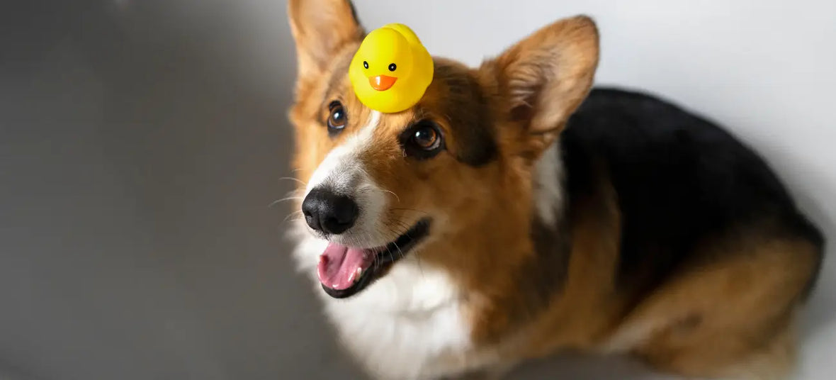 National Welsh Corgi Day: How to Celebrate Internet’s Favorite Floofs