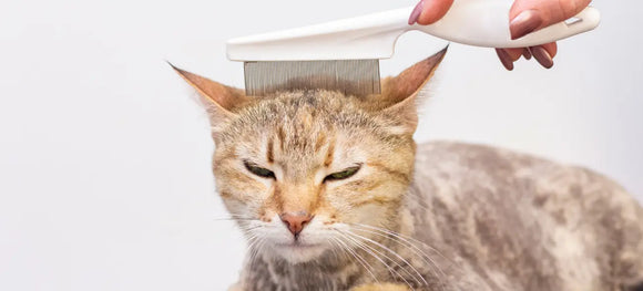 cat getting its fleas combed out by a woman