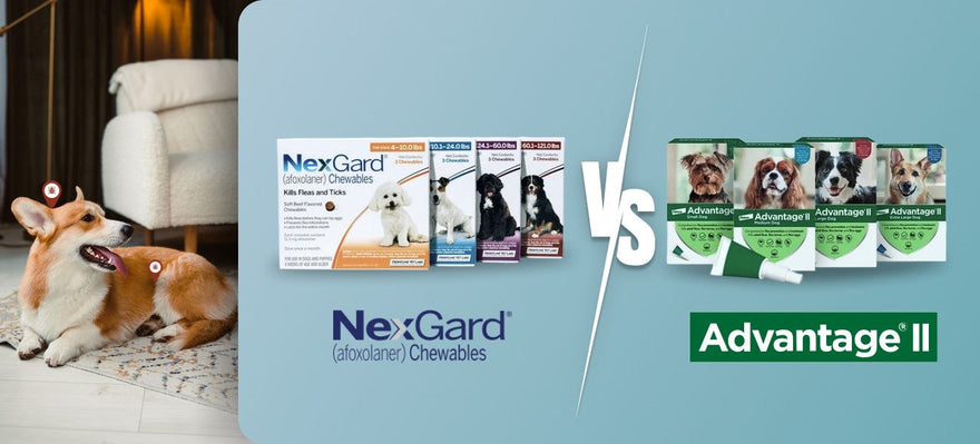 NexGard vs Advantage II: Finding the Best Flea Treatment for Dogs