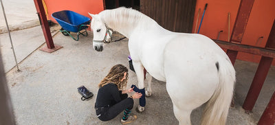 Osteoarthritis in Horses: Signs Causes & Treatment
