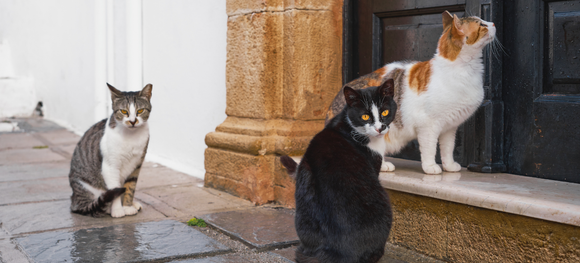 three cats sitting outside a house's front door.