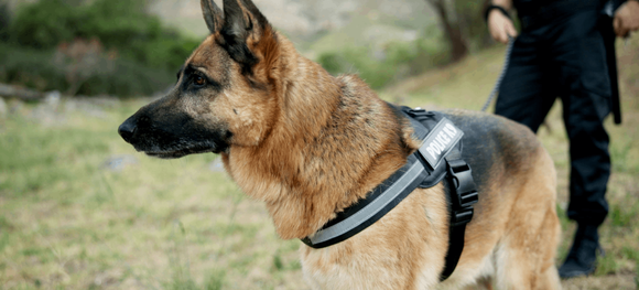 How to Keep Search and Rescue Dogs Strong, Healthy, and Mission-Ready.