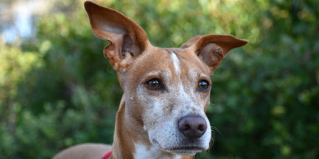 Portrait of podenco dog with background blur or bokeh.