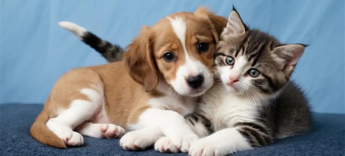 kitten & puppy care blog