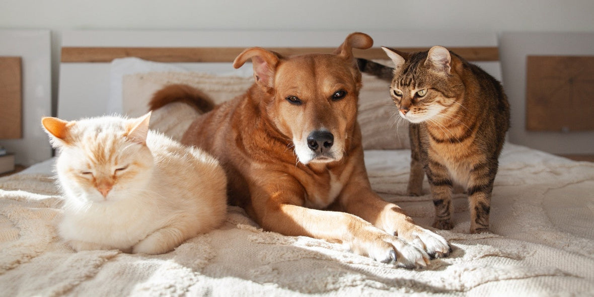 Gut Health for Dogs & Cats: What Every Pet Parent Should Know