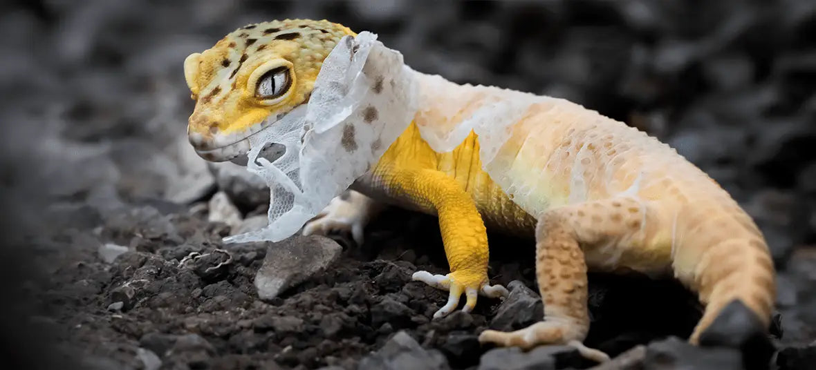 Reptile Shedding: A Complete Guide to Healthy Shedding Common Problems & Expert Care Tips