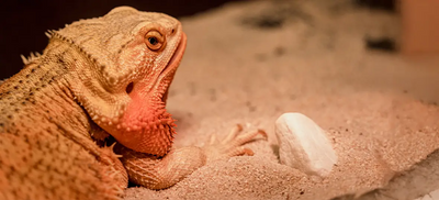 Scale Rot in Reptiles: Causes Treatment & Prevention