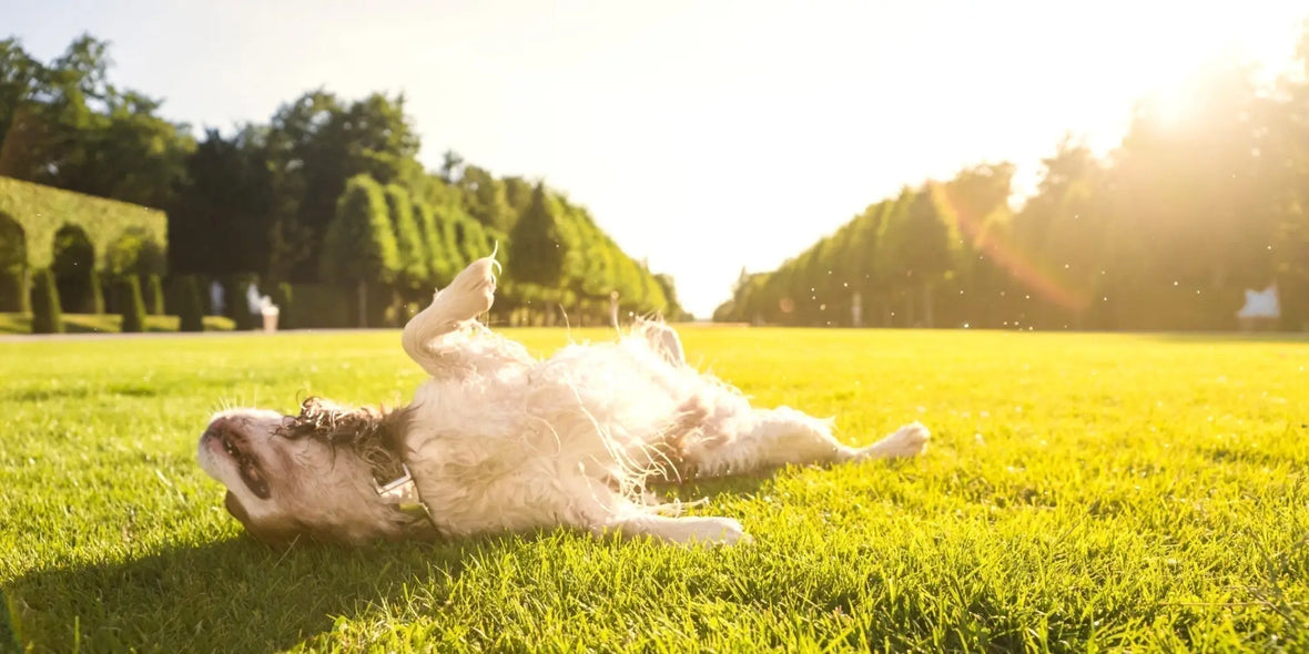 Sun Safety Tips for Pets - Sunscreens Protective Clothing [2026]