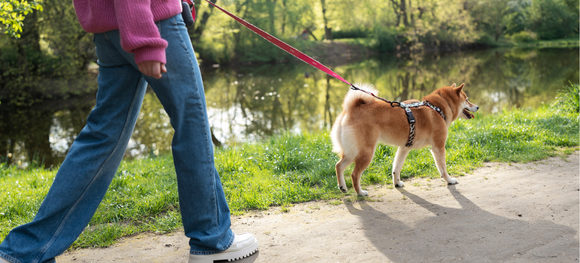 a Shiba Inu dog taking a walk in the park with its owner by the pond