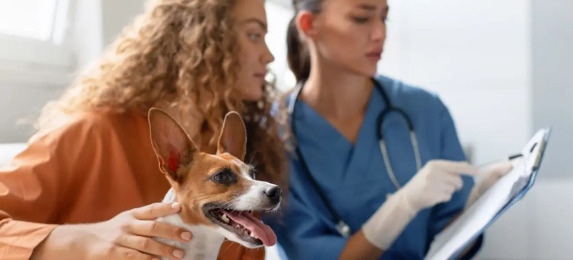 a vet showing paperwork to a dog owner as the dog is sitting next to the woman on a couch