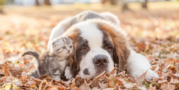 The Ultimate Guide to Flea, Tick & Heartworm Prevention for Pets
