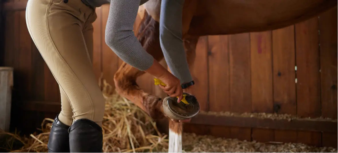 Thrush in Horses: How to Treat and Prevent This Common Hoof Infection