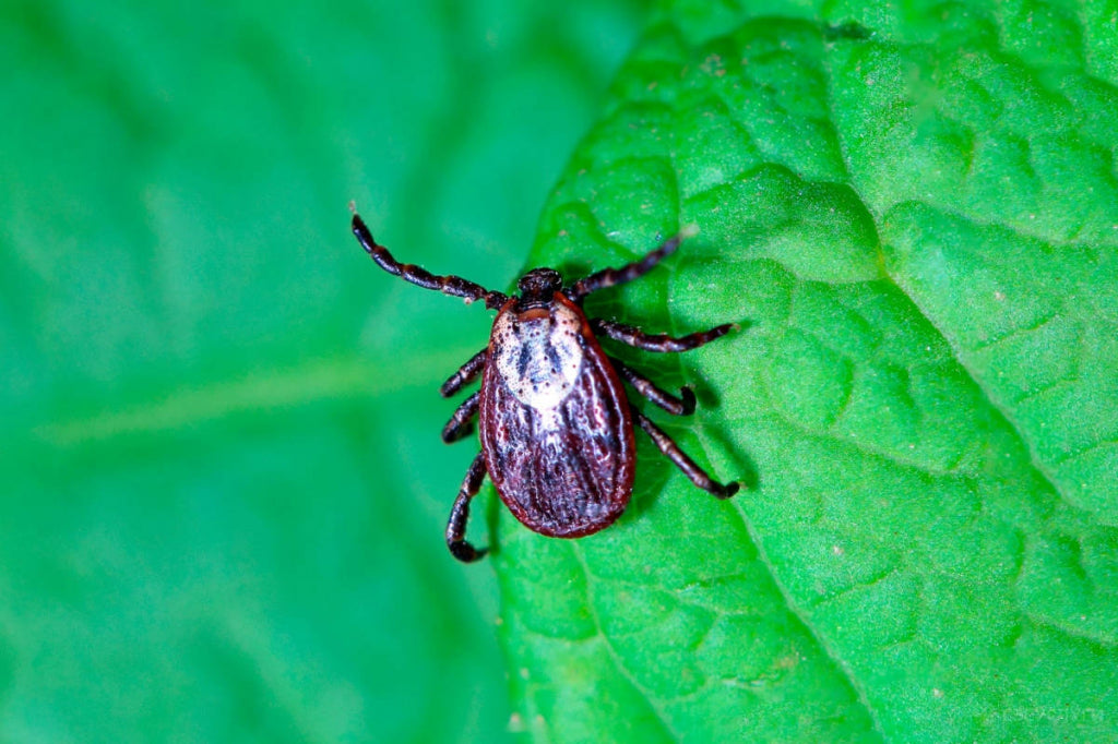 Image of ticks in california
