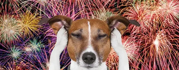 Dog fireworks; are fireworks bad for dogs