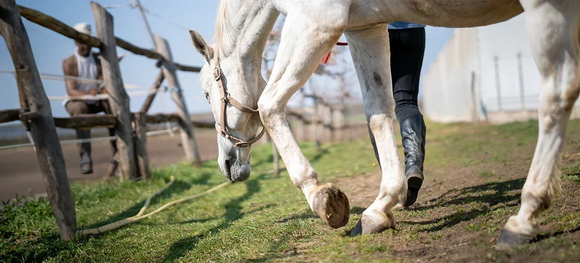 Top 10 Joint Supplements for Horses: From Early Stiffness to Senior Care