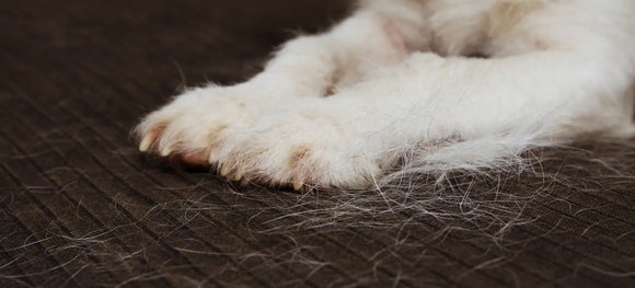 Top 6 Essentials for Managing Shedding in Dogs and Cats