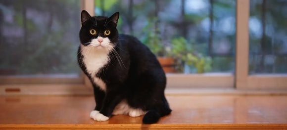 Tuxedo Cat Appreciation Day Ideas: Photos, Play, and Purrfect Treats