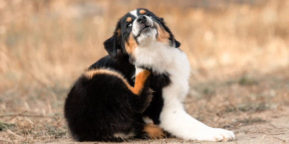 Itchy Dog