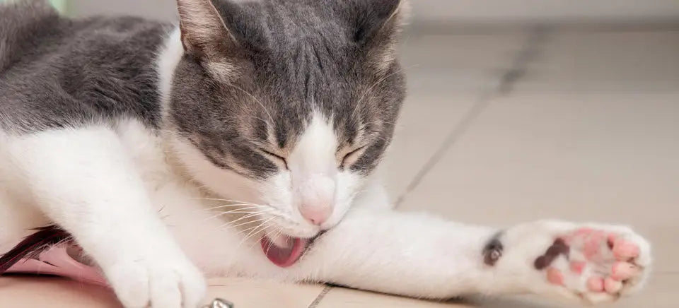 Understanding Hairballs: Hairball Awareness Day Guide for Cat Owners
