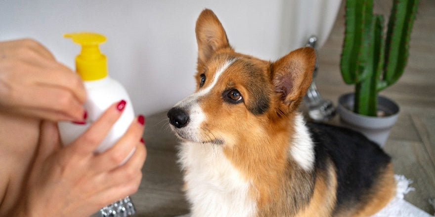 Why Topical Flea Treatments Fail in 2025: Causes and Fixes